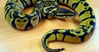 Lulu, the snake, was found by a Scotland couple in their bathroom