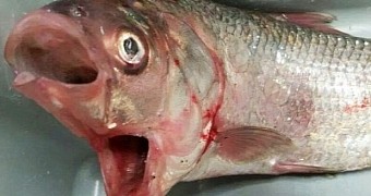 Man catches fish with two mouths