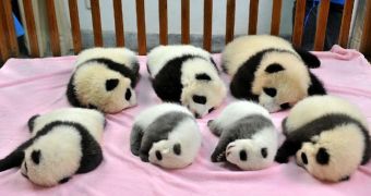 Seven baby pandas share a bed, take group pictures together