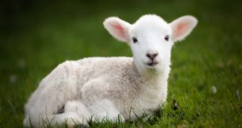 Seven-Legged Lamb Was Born in Inner Mongolia – Video