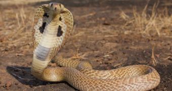 Severed Cobra Head Bites Man, Kills Him on the Spot