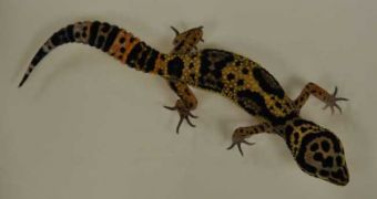The leopard gecko's severed tail performs many acrobatics stunts, perhaps in order to confuse predators