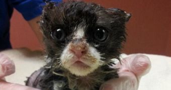 Burned kitten slowly recovers from his ordeal