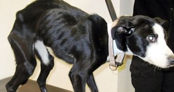 Severely Emaciated Dog Now Fighting for Her Life