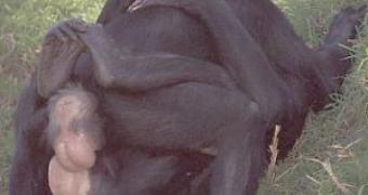 Genital rubbing between two bonobo females