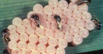 Scelionid wasps with white eggs of stink bugs