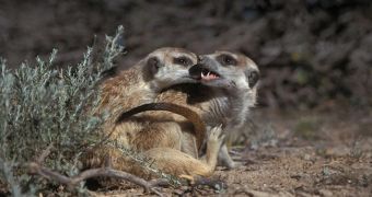 Meerkats mating