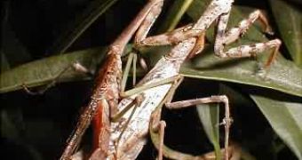 What's in the mind of this male praying mantis: sex or escape?