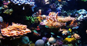A healthy coral reef, with various coral species