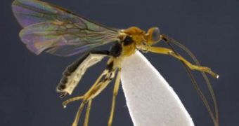 New wasp species in the Ecuador is named after Shakira