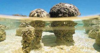 The stromatolites in the shallow waters of Shark’s Bay, Australia are built by colonies of cyanobacteria