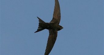 A swift, the champion of continuous flight