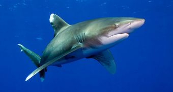 Shark dies while used to shoot a Kmart commercial, PETA says