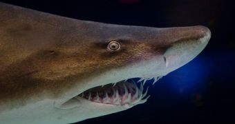 Researchers suspect that shark antibodies can help treat breast cancer