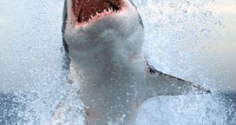 Shark attacked-themed scam uses clickjacking to trick Facebook users