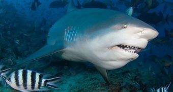 Shark Attack in US Lake Explained by Wildlife Experts