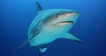 A bull shark is believed to be responsible for the attack