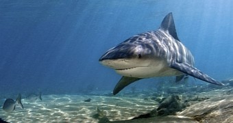 Shark attacks man surfing in Australian waters