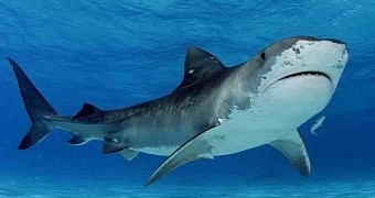 A tiger shark is believed to have been behind the attack