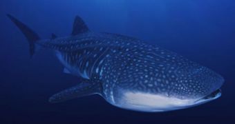 Whale shark caught on tape while eating from a fishing net