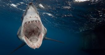 Shark Close-Up Goes Viral