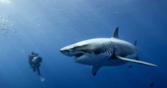 Shark cull will be carried out in Western Australia after all