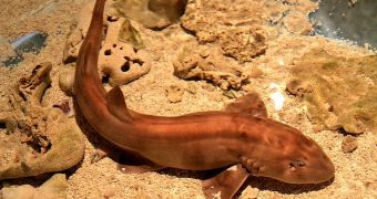 Shark Embryos Stay Very Still in Order to Survive [BBC]