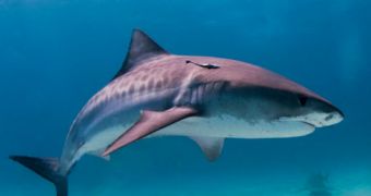 Female tiger shark believed to be the first victim of Western Australia's cull