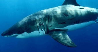 Great white shark believed responsible for attack that occurred in Australian waters this September 9
