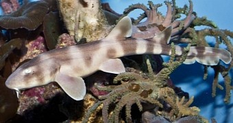 This shark pup was born nearly 4 years after its mom had last had a love affair