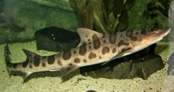 Leopard shark is found on a golf course, gets rescued and released into its natural habitat (click to see image)