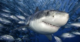 Sharks longer than 3 meters than come too close to beaches in Western Australia will be "humanely destroyed"