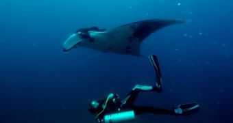 Manta rays and sharks get better CITES protection