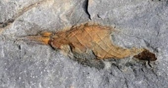 310-million-year-old shark egg case discovered in present-day England