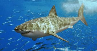 Shark attacks and related fatalities increased in 2011