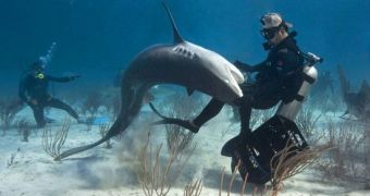 Study documents the value of ecotourism, says it's best to safeguard sharks rather than eat them