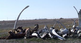 A pile of whale bones in Point Hope where celebrations are held at the end of whaling seasons