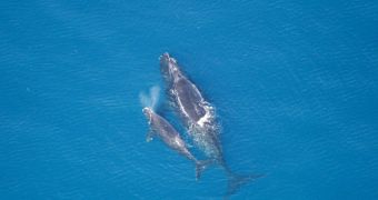 NOAA image showing a whale and its calf
