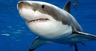 Groups says wildlife researchers and divers should stop feeding sharks