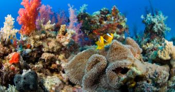 Stanford University graduate student develops innovative technology for studying coral reefs