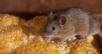 Man finds mouse in his bread