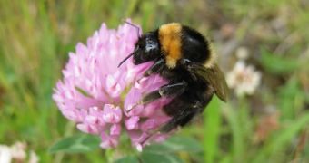 Conservationists are happy to announce short-haired bumblebees are once again nesting in the UK