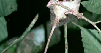 Image of a pen-tailed tree shrew