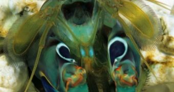 Image of a mantis shrimp. Its compound eyes can be seen in the top of the photograph