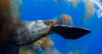 Last year, a whale in the Caribbean pooped on a group of divers