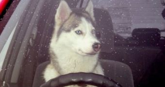 The Siberian husky got nervous after being left alone inside the vehicle