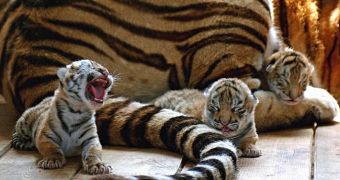 Siberian tiger cubs raised in captivity