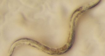 Scientists have discovered that C. elegans, a microscopic worm biologists have used in the lab to identify important biological phenomena, suffers from natural viral infections.