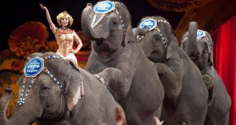 Online petition asks that circus elephant named Carol (not pictured) be retired