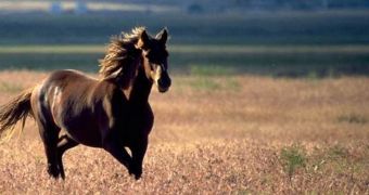 Online petition asks American citizens to save the country's wild horses